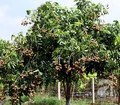 竜眼づくりに成功したカインさんの例